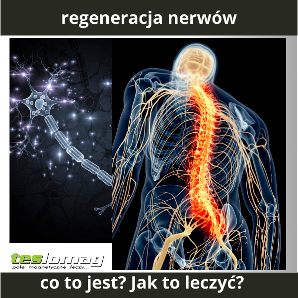 Regeneracja nerwów
